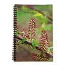 Willow Identification