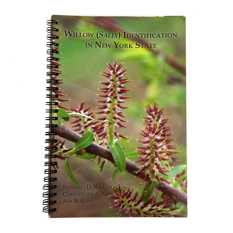 Willow Identification